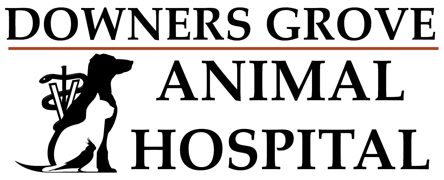 Downers Grove Animal Hospital